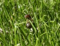 A small garden snail - Helix aspersa, climbing grass Royalty Free Stock Photo